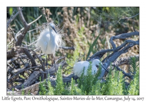 Little Egrets