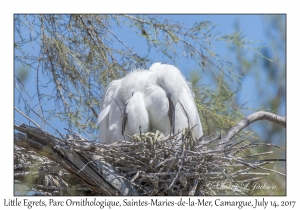 Little Egrets