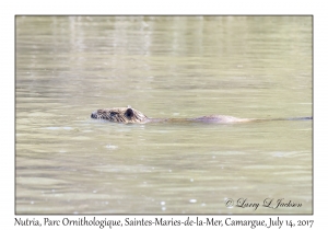 Nutria