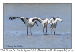 White Storks