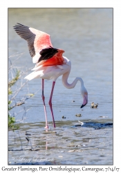 Greater Flamingo