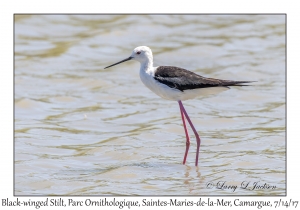 Black-winged Stilt