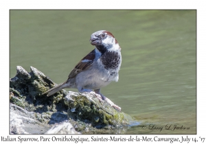 Italian Sparrow