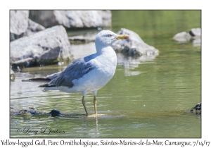 Yellow-legged Gull