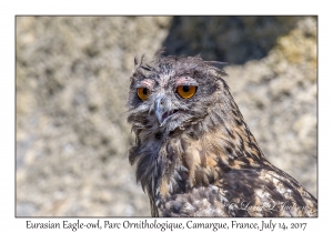 Eurasian Eagle-owl