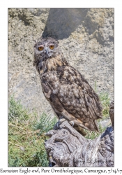 Eurasian Eagle-owl