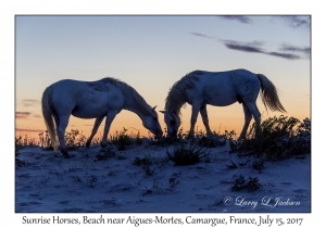 Sunrise Horses