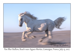 Pan Blur Stallion