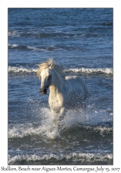 Stallion in Surf