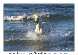 Stallion in Surf