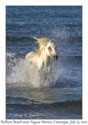 Stallion in Surf