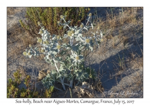 Sea-holly