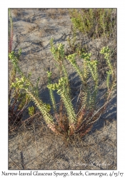 Narrow-leaved Glaucous Spurge