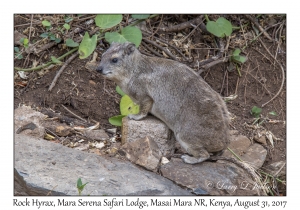 Rock Hyrax