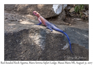 Red-headed Rock Agama