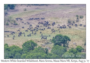 Western White-bearded Wildebeest