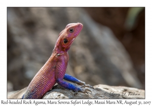 Red-headed Rock Agama