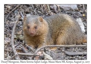 Dwarf Mongoose