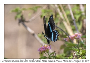 Horniman's Green-banded Swallowtail