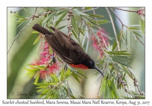 Scarlet-chested Sunbird