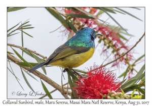 Collared Sunbird