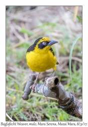 Baglafecht's Weaver