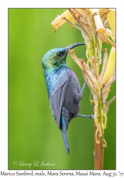 Marico Sunbird