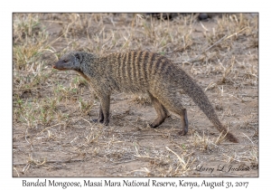 Banded Mongoose