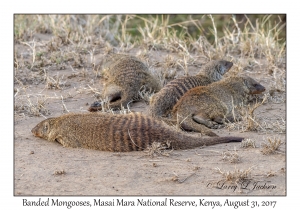 Banded Mongooses