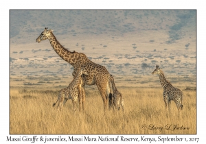 Masai Giraffes