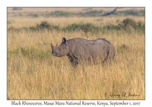 Black Rhinoceros