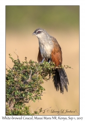 White-browed Coucal