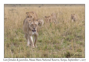 Lions