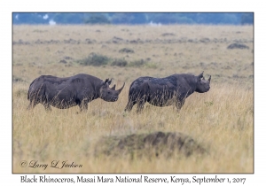 Black Rhinoceros