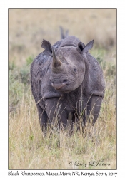 Black Rhinoceros