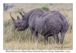 Black Rhinoceros