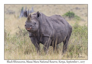 Black Rhinoceros