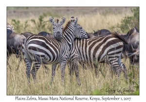 Plains Zebra