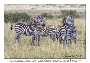 Plains Zebra