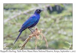 Ruppell's (Long-tailel) Starling