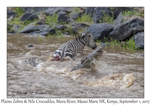 Plains Zebra & Nile Crocodiles