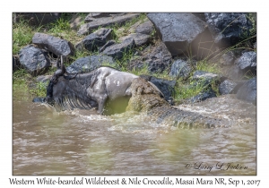 Western White-bearded Wildebeest & Nile Crocodile