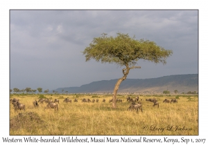 Western White-bearded Wildebeest