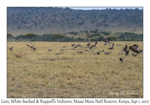 Lion, White-backed & Ruppell's Vultures