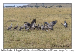 White-backed & Ruppell's Vultures