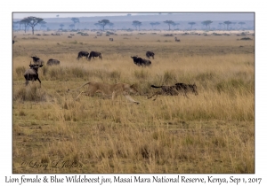 Lion & Blue Wildebeest