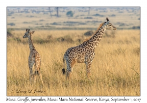 Masai Giraffes