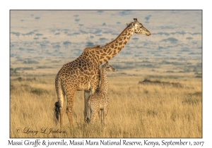 Masai Giraffes