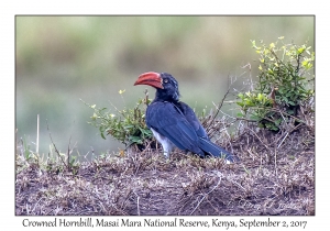 Crowned Hornbill