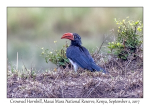 Crowned Hornbill